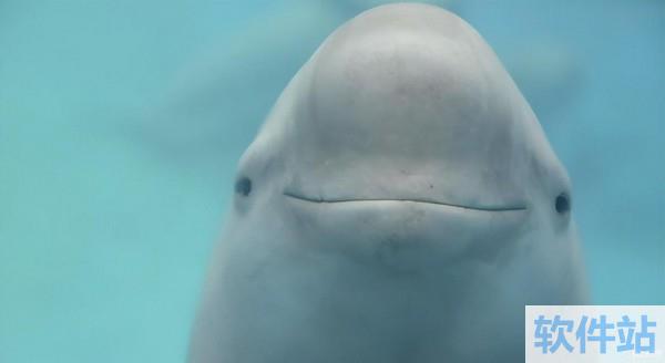 2023神奇海洋6月17日答案 唯一生活在淡水里的江豚是
